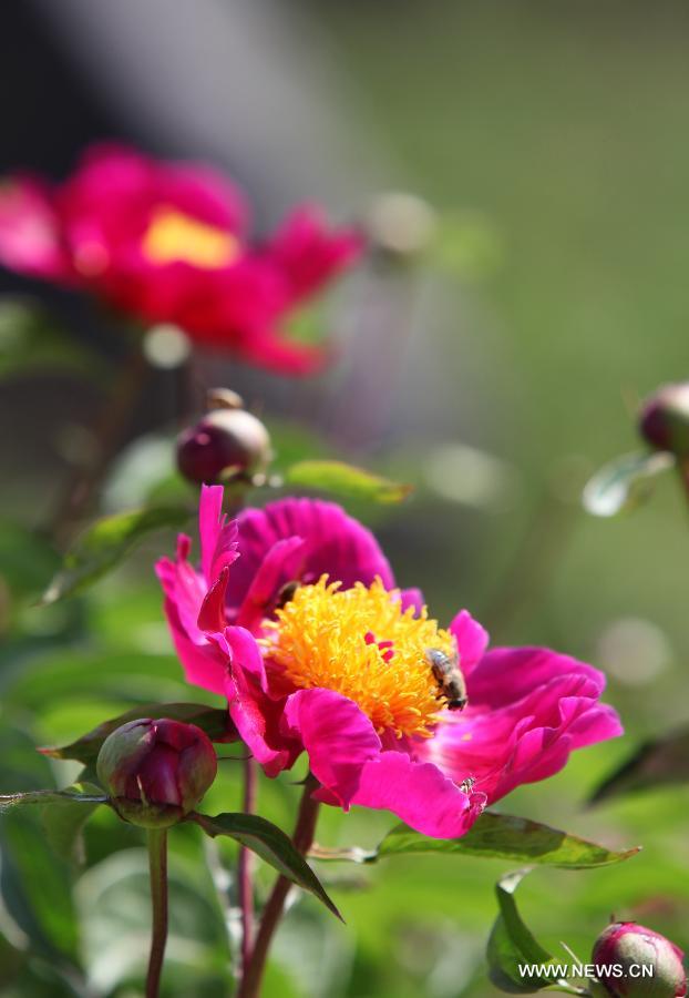 Photo taken on May 25, 2013 shows peony flowers at Shengle Baiting park in Hohhot, capital of north China's Inner Mongolia Autonomous Region