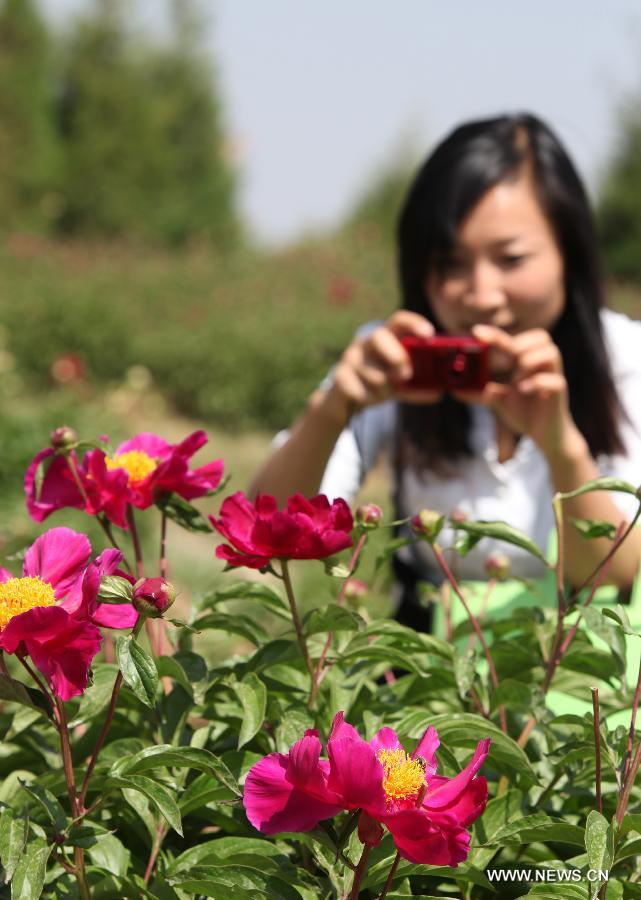 A tourist takes photos of peony flowers at Shengle Baiting park in Hohhot, capital of north China's Inner Mongolia Autonomous Region, May 25, 2013.