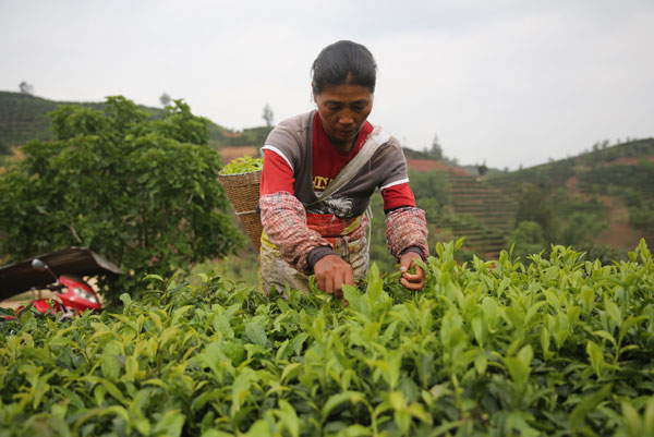 May is a busy season for tea farmers in Pu'er, Yunnan, to pick tea. [Photo/China Daily]