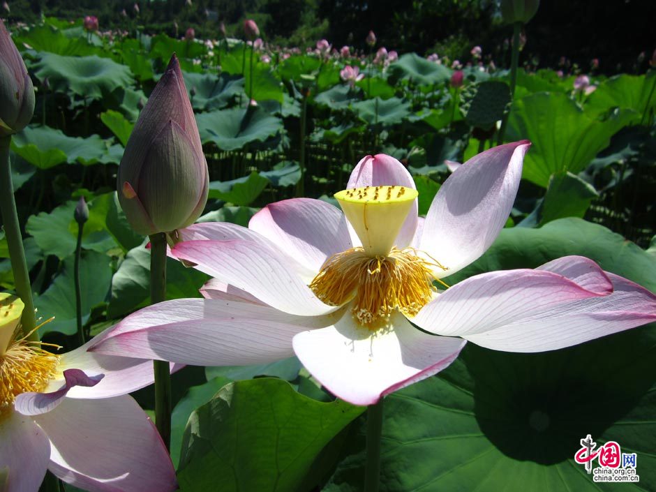 Captivating Wuyi Mountain in Fujian