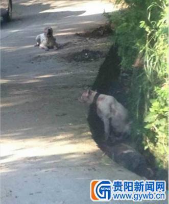 A 61-year-old man from Guizhou Province's Zunyi City was fatally attacked by two vicious Dogo Argentino dogs while exercising on the morning of May 28.