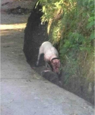 A 61-year-old man from Guizhou Province's Zunyi City was fatally attacked by two vicious Dogo Argentino dogs while exercising on the morning of May 28.[Gog.com.cn]