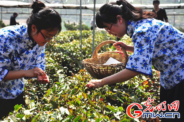 Tea-picking festival in Shandong Rushan kicked off