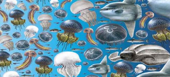 Jellyfish [UN Food and Agriculture Organisation] 