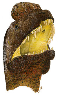An impression of a Sinosaurus with dental disease. [Photo/China Daily]