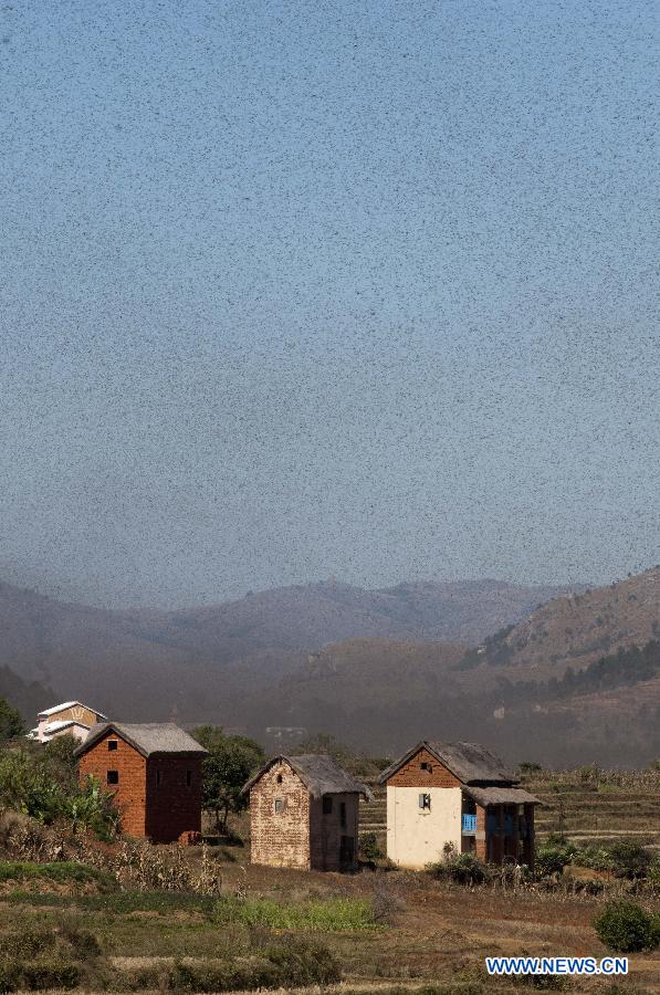 MADAGASCAR-SOAVINA-LOCUST PLAGUE