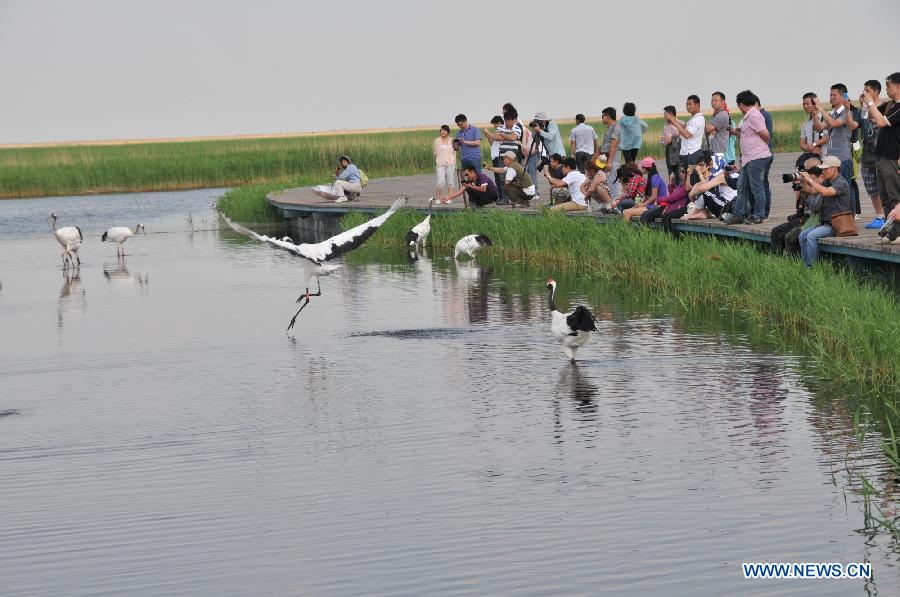 CHINA-QIQIHAR-ZHALONG NATURAL RESERVE-RED-CROWNED CRANE (CN) 