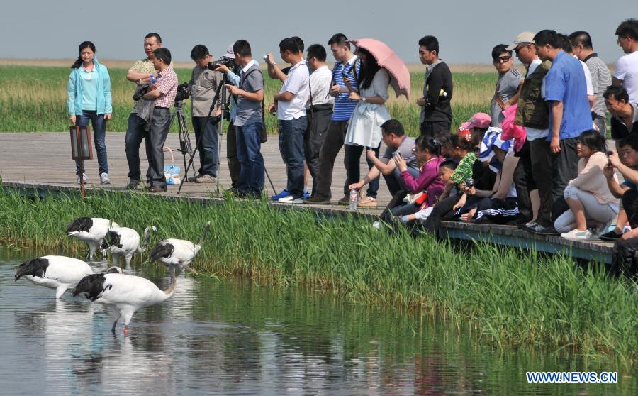 CHINA-QIQIHAR-ZHALONG NATURAL RESERVE-RED-CROWNED CRANE (CN) 