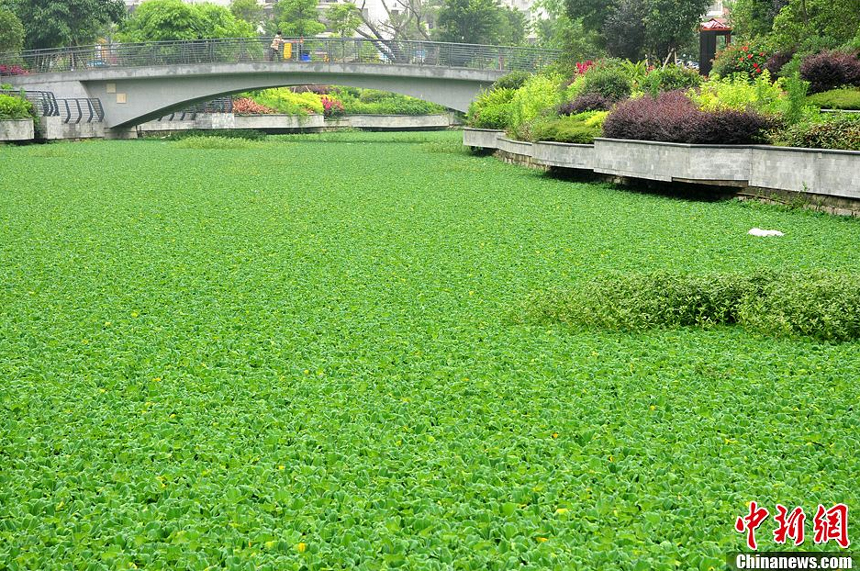 On June 5th, the Jingang River in Cangshan, Fuzhou, southeast China’s Fujian Province was jammed by an upstream block to the inland river.