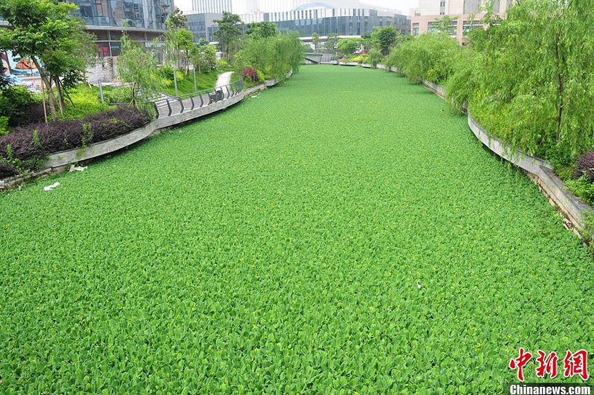 On June 5th, the Jingang River in Cangshan, Fuzhou, southeast China’s Fujian Province was jammed by an upstream block to the inland river.