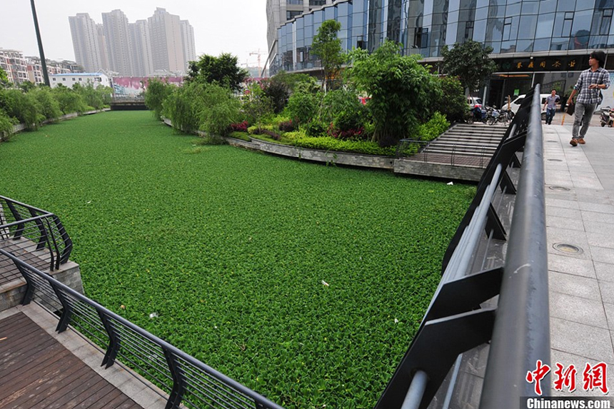 On June 5th, the Jingang River in Cangshan, Fuzhou, southeast China’s Fujian Province was jammed by an upstream block to the inland river.