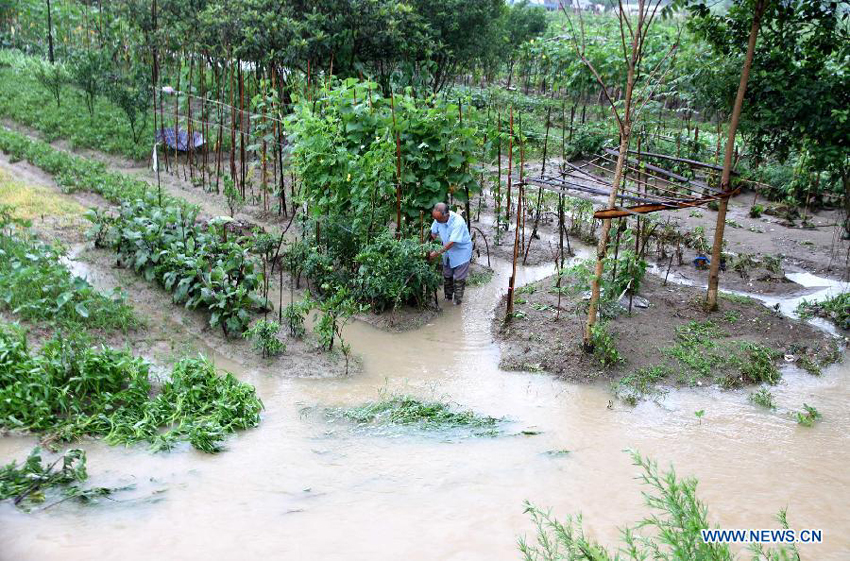 A farmer tries to salvage his vegetable in a flooded field in Shuangxi Village, Jing'an County, east China's Jiangxi Province, June 7, 2013. A rainstorm hit the county since Thursday night, with the precipitation reaching to 186 mm. A total of 18,926 thousand people in Jing'an were affected by the rainfall, with 705 people being displaced to safe places.