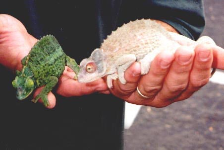 Top 10 rarest albino animals in the world - China.org.cn