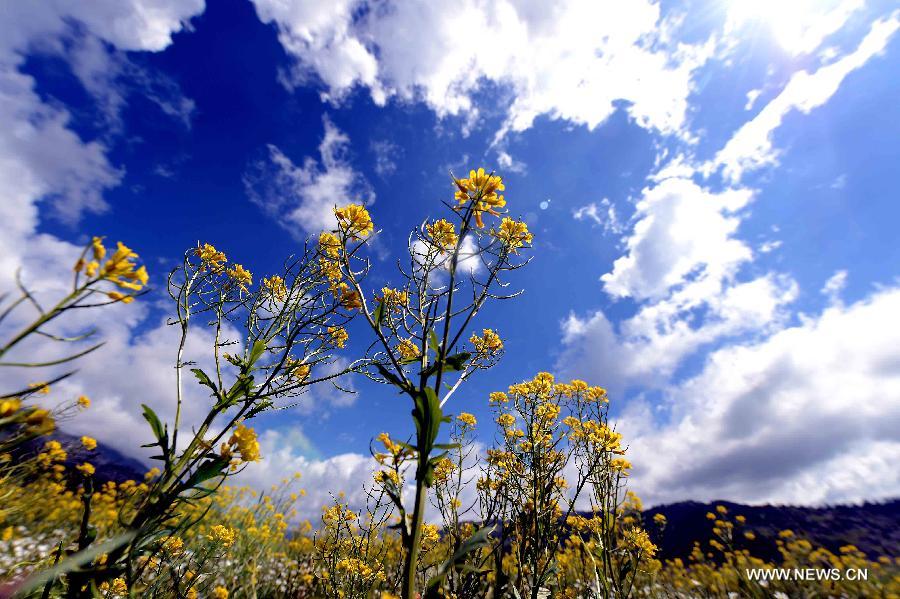 CHINA-XINJIANG-BURQIN-ARGONNE GHET GRASSLAND-SCENERY (CN) 