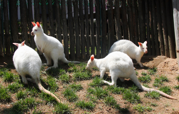 White kangaroos came to Weihai