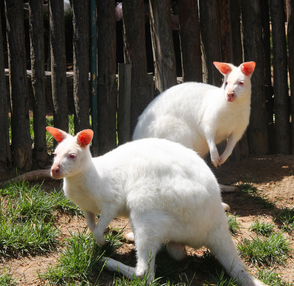 White kangaroos came to Weihai