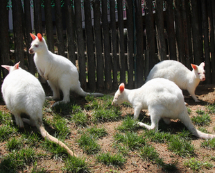 White kangaroos came to Weihai