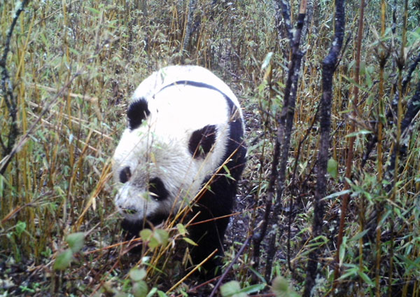 Giant panda spotted in the wild in NW China