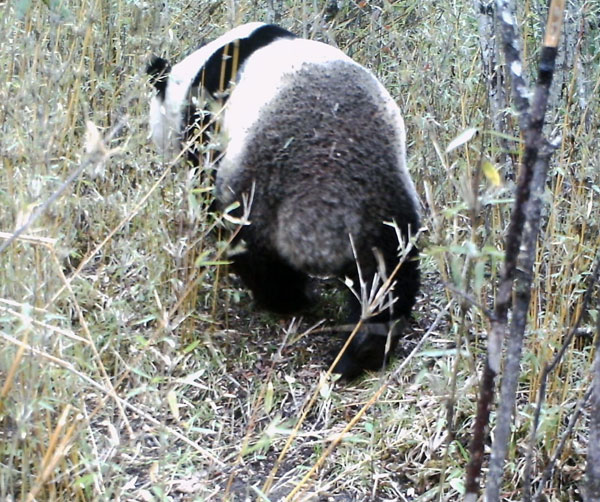 Giant panda spotted in the wild in NW China