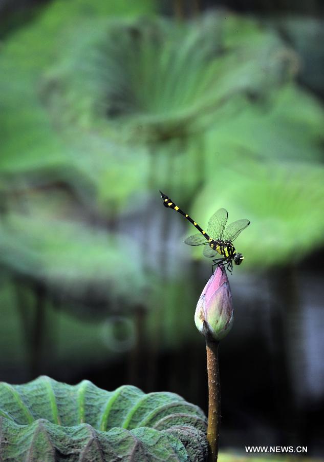 #CHINA-TAIPEI-LOTUS FLOWER (CN) 