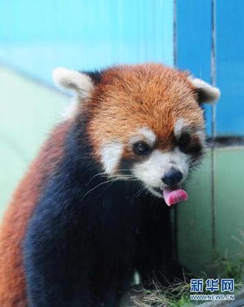 The Chinese mainland will send three red pandas to Taiwan for the first time. 