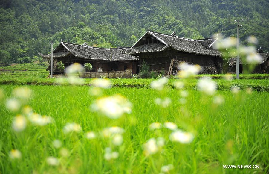 Photo taken on June 16, 2013 shows the wooden Diaojiaolou, or stilted houses in Shiyanping Village, Wangjiaping Township of Zhangjiajie City in central China's Hunan Province. 