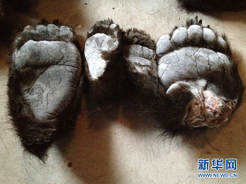 Photo released June 18, 2013, shows Manzhouli Customs intercepting a bear paw smuggling attempt in north China's Inner Mongolia Autonomous Region. [Photo/Xinhua]