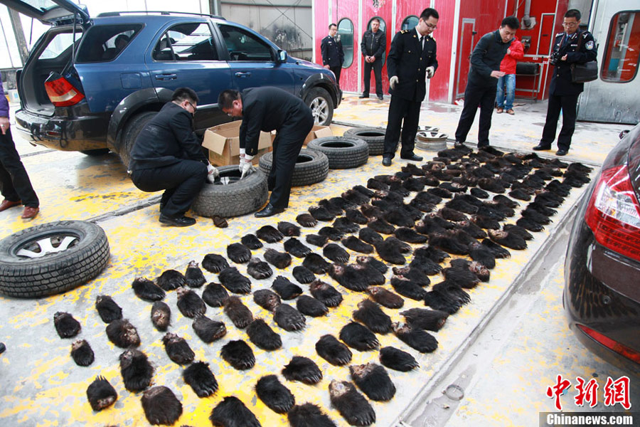 Photo released June 18, 2013, shows Manzhouli Customs intercepting a bear paw smuggling attempt in north China's Inner Mongolia Autonomous Region. [Photo / Xinhua]