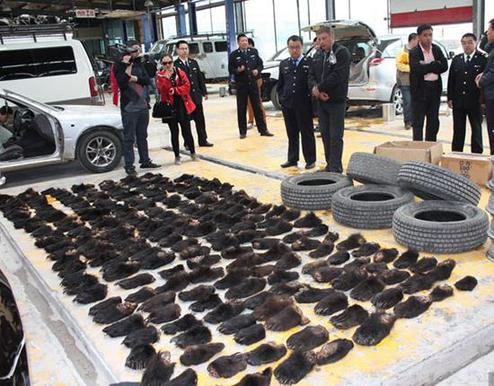 A total of 213 smuggled bear paws confiscated by China's Customs officials are shown in Manzhouli of North China's Inner Mongolia autonomous region on June 17, 2013.