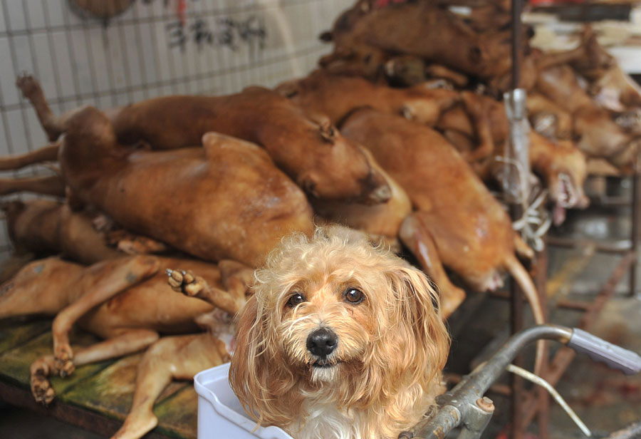 A pet dog sits in the basket on a bicycle in front of dogs killed and to be eaten at a free market in Yulin city, south Chinas Guangxi Zhuang Autonomous Region, 21 June 2012. [Photo/CRI] 