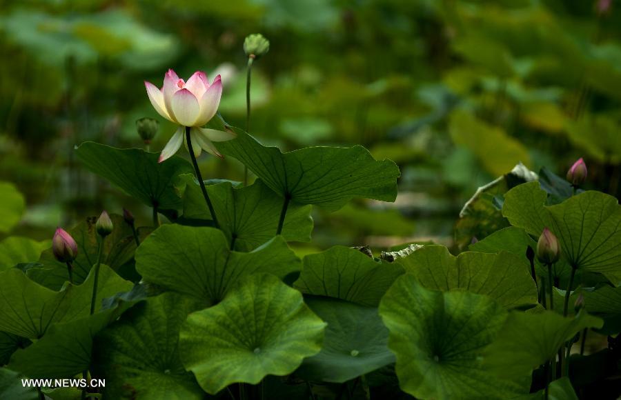 CHINA-SHAANXI-XI'AN-LOTUS (CN)