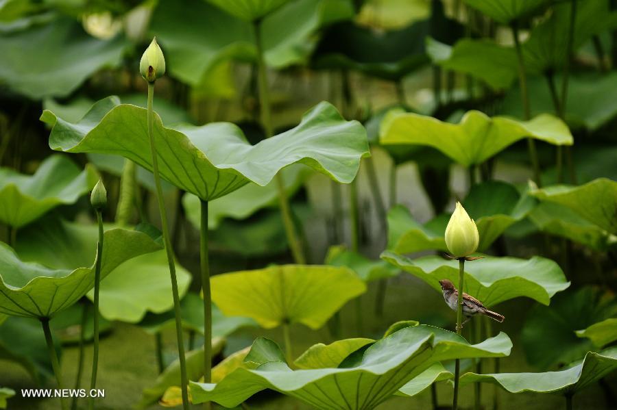 CHINA-SHAANXI-XI'AN-LOTUS (CN)