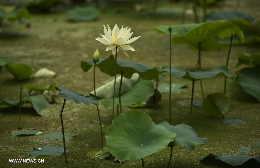 CHINA-SHAANXI-XI'AN-LOTUS (CN)