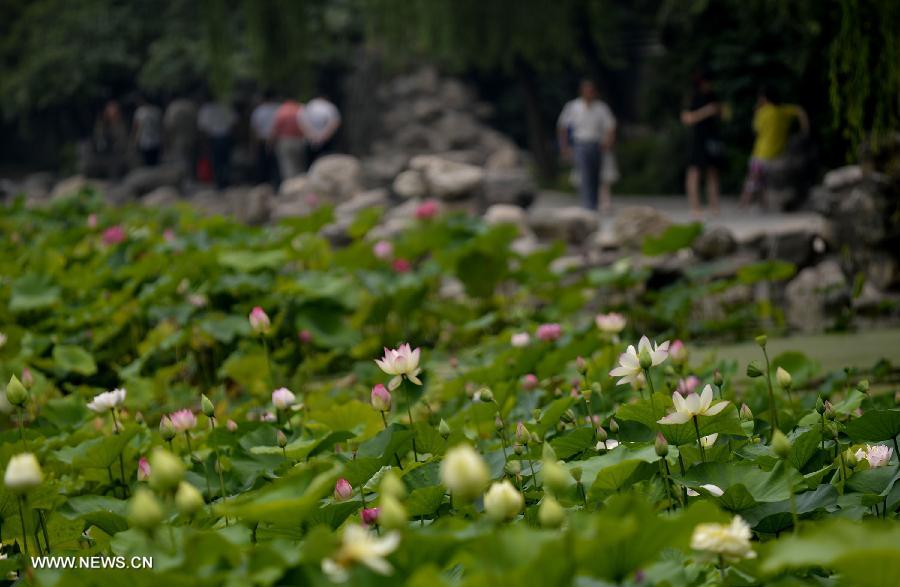 CHINA-SHAANXI-XI'AN-LOTUS (CN)