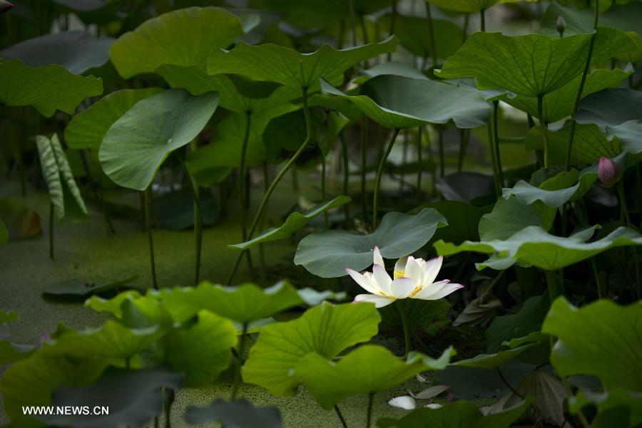 CHINA-SHAANXI-XI'AN-LOTUS (CN)