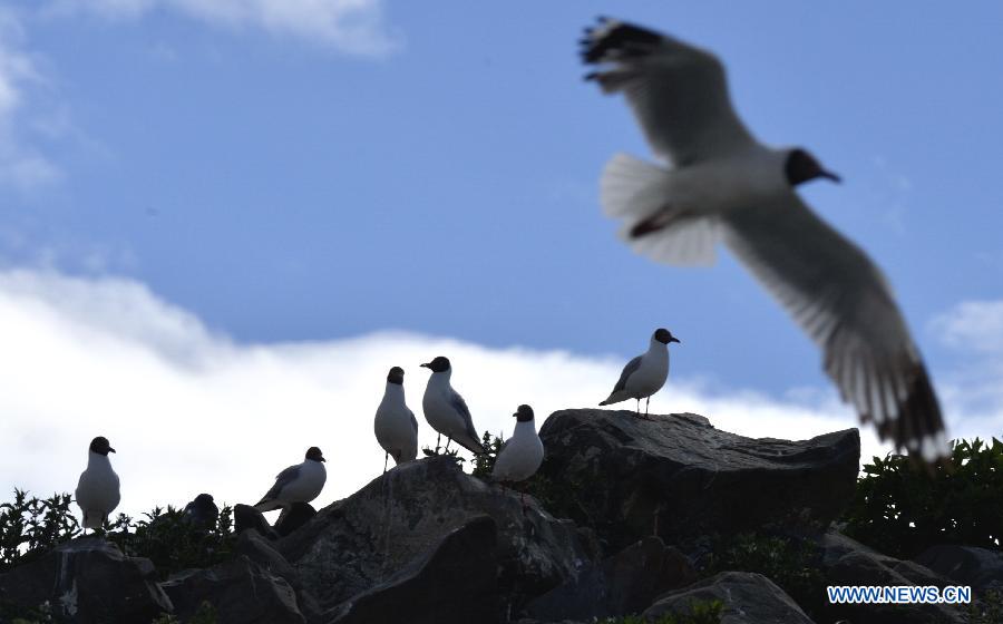 CHINA-TIBET-YAMDROK LAKE-BIRD ISLAND(CN)