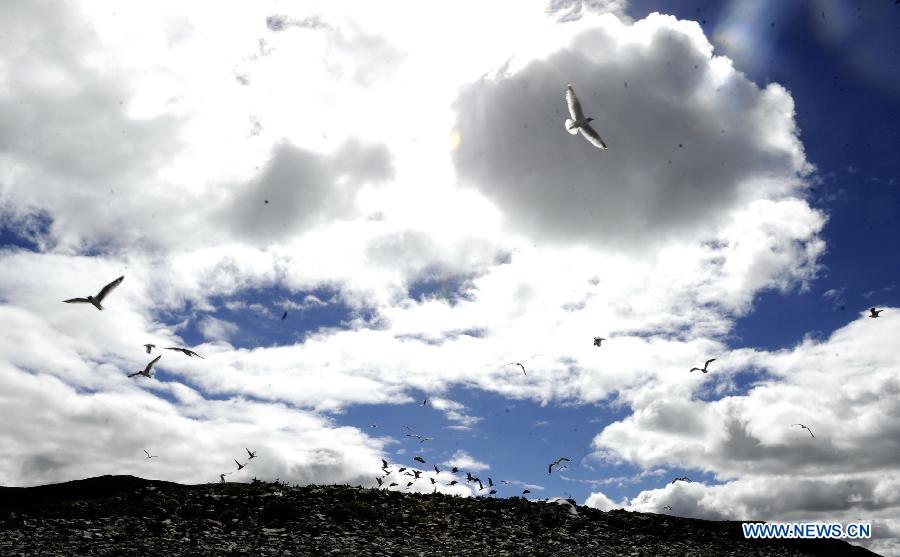 CHINA-TIBET-YAMDROK LAKE-BIRD ISLAND(CN)