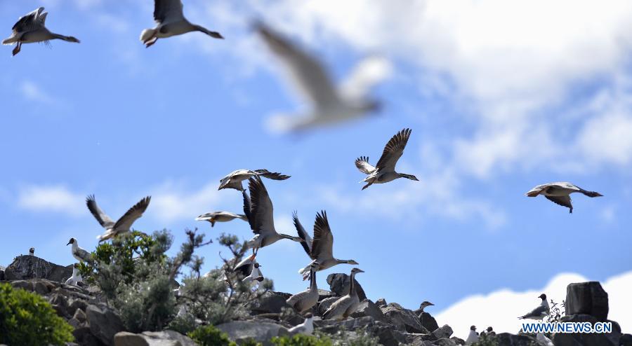 CHINA-TIBET-YAMDROK LAKE-BIRD ISLAND(CN)