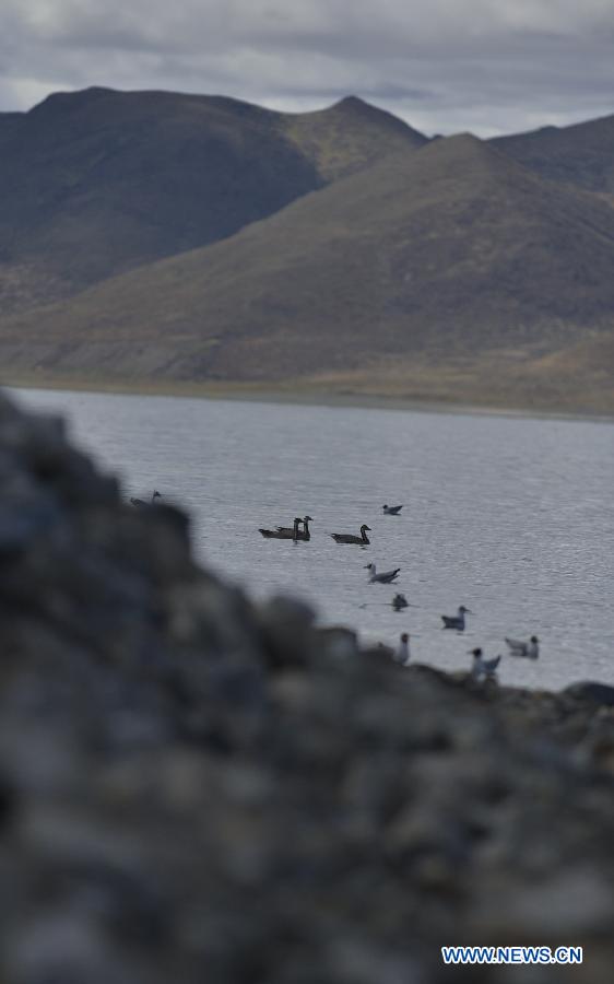 CHINA-TIBET-YAMDROK LAKE-BIRD ISLAND(CN)