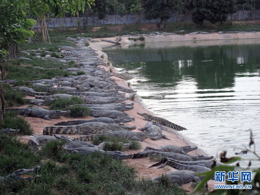 Hundreds of crocodiles had reportedly escaped from a crocodile farm in Gaozhou City, Guangdong Province. The farm owner claimed that there were not that many as reported.