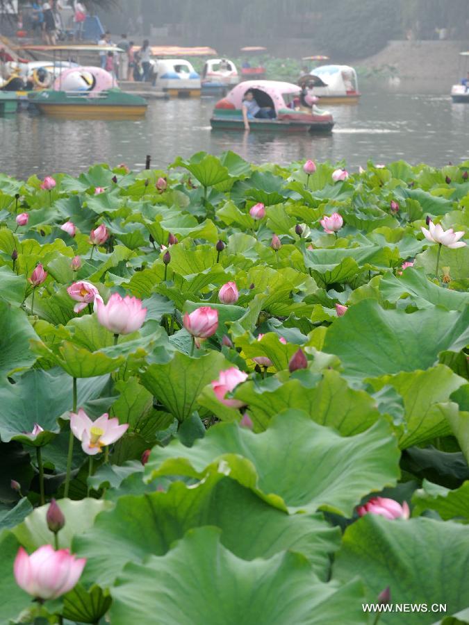 CHINA-HENAN-ZHENGZHOU-LOTUS (CN)