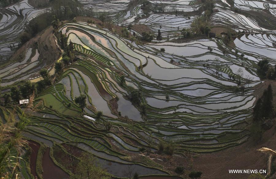 CHINA-YUNNAN-HONGHE HANI RICE TERRACES-WORLD HERITAGE LIST(CN)