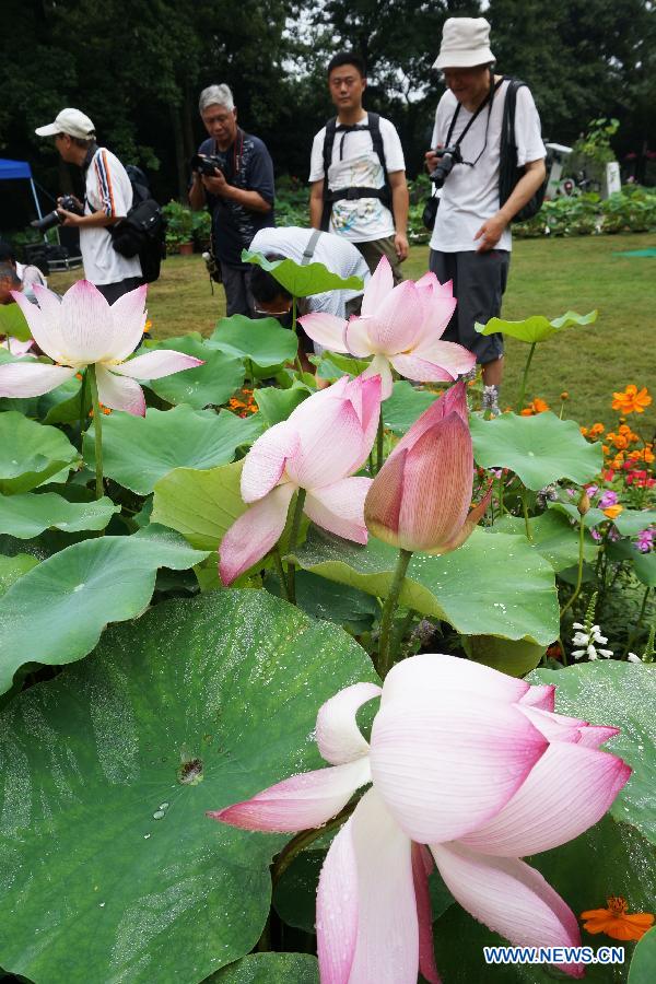 #CHINA-HANGZHOU-LOTUS FLOWER-FESTIVAL (CN)