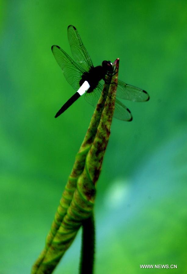 #CHINA-ANHUI-HUANGSHAN-LOTUS FLOWER-DRAGONFLY (CN)