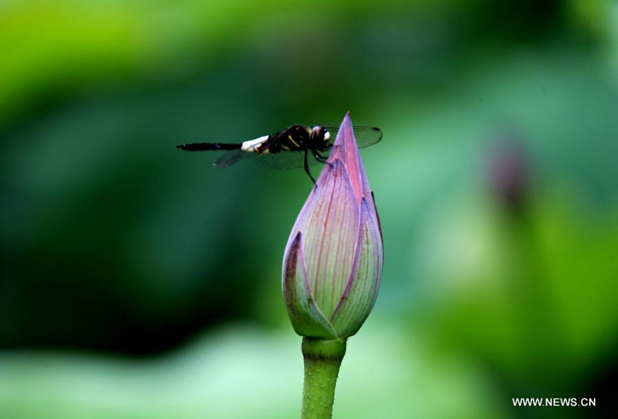 #CHINA-ANHUI-HUANGSHAN-LOTUS FLOWER-DRAGONFLY (CN)