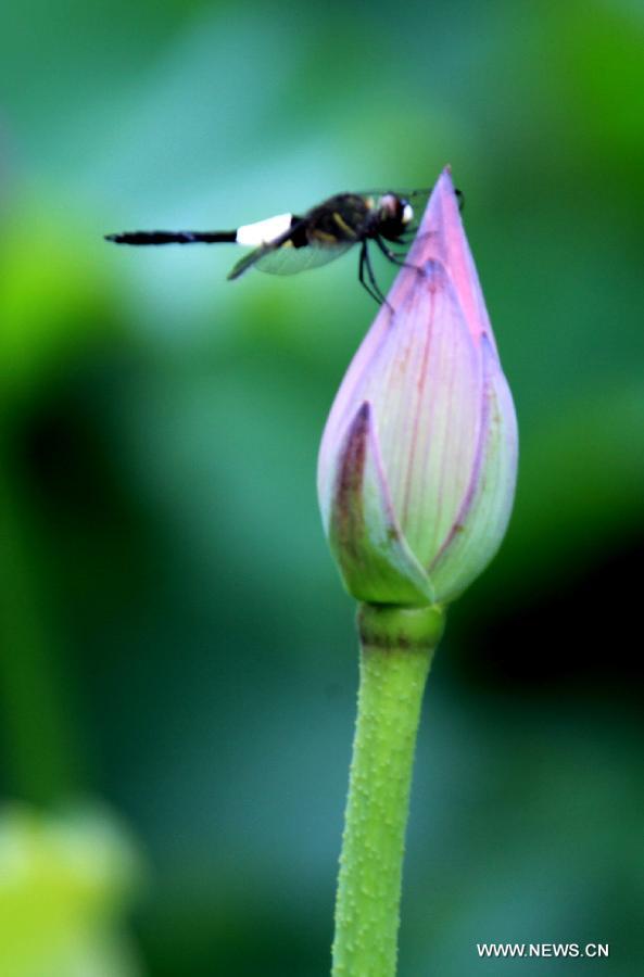 #CHINA-ANHUI-HUANGSHAN-LOTUS FLOWER-DRAGONFLY (CN)