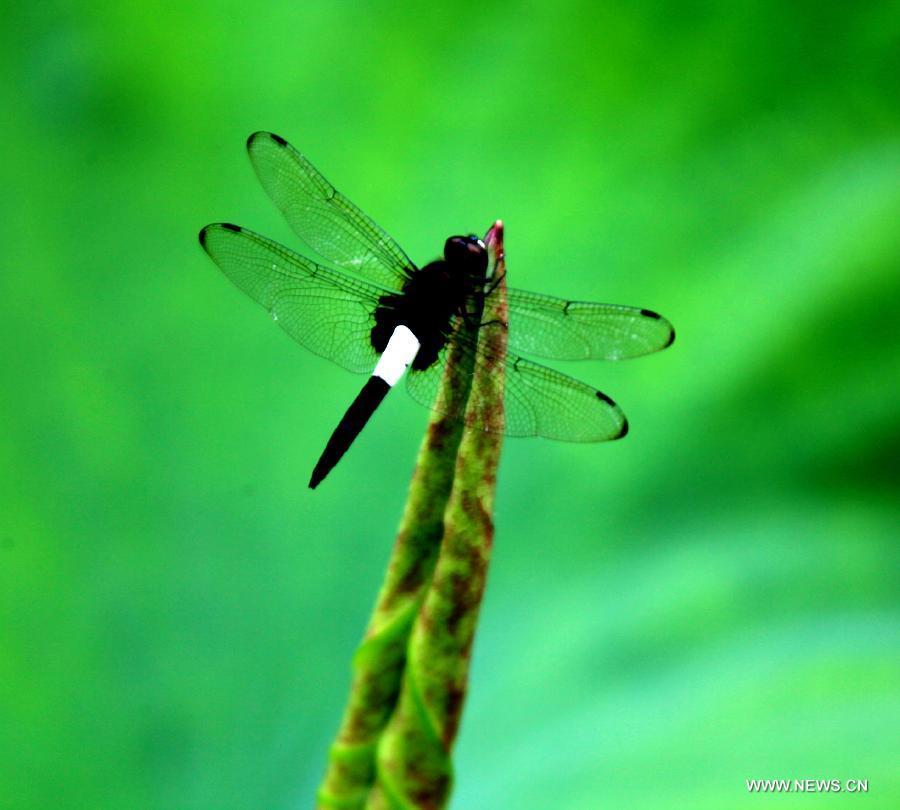 #CHINA-ANHUI-HUANGSHAN-LOTUS FLOWER-DRAGONFLY (CN)