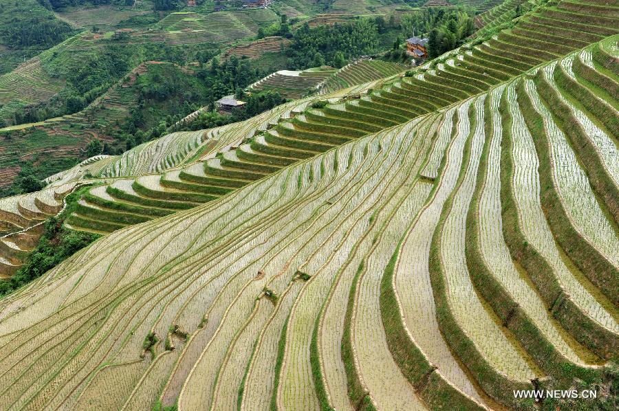 CHINA-GUANGXI-LONGSHENG-TERRACED FIELDS (CN)