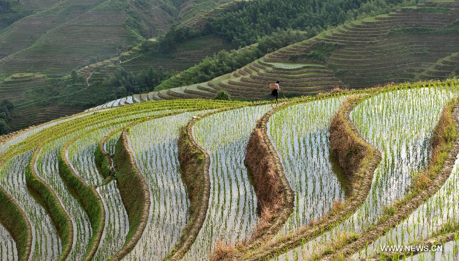 CHINA-GUANGXI-LONGSHENG-TERRACED FIELDS (CN)