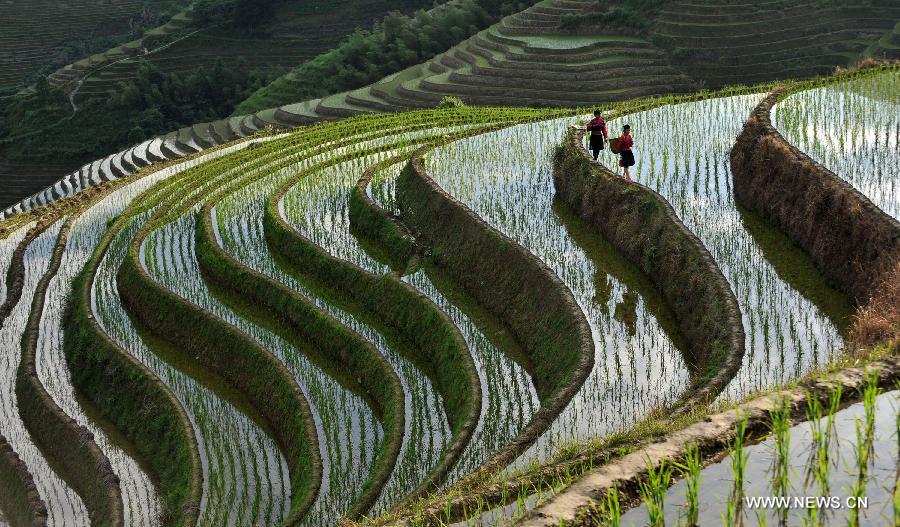 CHINA-GUANGXI-LONGSHENG-TERRACED FIELDS (CN)